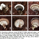 Figure 6: Ganoderma gibbosum strain KUMCC17-0004 cultivated using a soil casing layer. 