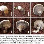 Figure 7: Ganoderma gibbosum strain KUMCC17-0005 cultivated using a soil casing layer. 