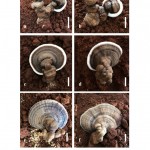 Figure 9: Ganoderma gibbosum strain KUMCC17-0013 cultivated using a soil casing layer. 