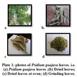 Plate 1: photos of Psidium guajava leaves.