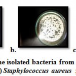 Plate 2: Photos of the isolated bacteria from wastewater samples.