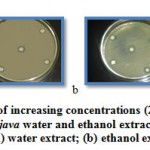 Plate 3: Effect of increasing concentrations (20-1000 mg/ml) of Psidium guajava water and ethanol extract on S. aureus. i.e. (a) water extract; (b) ethanol extract