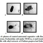 Plate 6: photos of control untreated vegetative cells Bacillus cereus