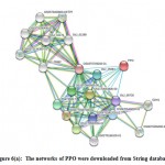 Figure 6(a): The networks of PPO were downloaded from String database