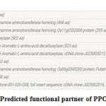 Figure 6(c): Predicted functional partner of PPO genes