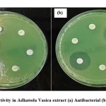 Figure 2: Activity in Adhatoda Vasica extract (a) Antibacterial (b) antifungal