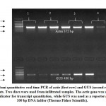 Figure 9: Semi quantitative real time PCR of actin (first row)