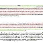 Figure 1: Putative protein coding amino acid sequences (a) exo14 protein containing 578 amino acids (b) endo13 protein containing 438 amino acids. 