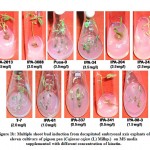 Figure 1b: Multiple shoot bud induction from decapitated embryonal axis explants of eleven cultivars of pigeon pea (Cajanus cajan (L) Millsp.) 
