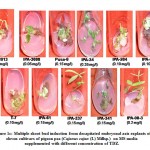 Figure 1c: Multiple shoot bud induction from decapitated embryonal axis explants of eleven cultivars of pigeon pea (Cajanus cajan (L) Millsp.)