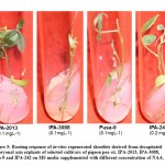  Figure 3: Rooting response of in-vitro regenerated shootlets derived from decapitated embryonal axis explants of selected cultivars of pigeon pea viz. IPA-2013, IPA-3088, 