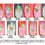 Figure 4a: Multiple shoot bud induction from stem-node explants of eleven cultivars of pigeon pea (Cajanus cajan (L) Millsp.) 