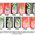 Figure 4b: Multiple shoot bud induction from stem-node explants of eleven cultivars of pigeon pea (Cajanus cajan (L) Millsp.) 