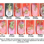 Figure 4c: Multiple shoot bud induction from stem-node explants of eleven cultivars of pigeon pea (Cajanus cajan (L) Millsp.) 