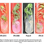 Figure 6: Rooting response of in-vitro regenerated shootlets derived from stem-node explants of selected cultivars of pigeon pea in MS media supplemented with 0.1 mgL-1 NAA.