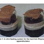Figure 1: In vitro feeding system for the hard tick Rhipicephalus appendiculatus