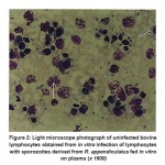 Figure 2: Light microscope photograph of uninfected bovine lymphocytes obtained from in vitro infection of lymphocytes with sporozoites derived from R. 