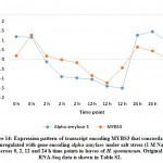 Figure 14: Expression pattern of transcript encoding MYBS3 that concordantly downregulated with gene encoding alpha-amylase under salt stress 