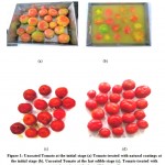 Figure 1: Uncoated Tomato at the initial stage (a) Tomato treated with natural coatings at the initial stage (b). Uncoated Tomato at the last edible stage (c). Tomato treated with natural coatings at the last edible stage (d)