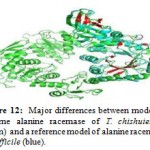 Figure 12: Major differences between modeled enzyme alanine racemase of T. chishuiensis (green) and a reference model of alanine racemase difficile (blue).