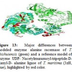 Figure 13: Major differences between modeled enzyme alanine racemase of T. chishuiensis (green) and a reference model of enzyme UDP- Nacetylmuramoyl-tripeptide-D-alanyl-D- alanine ligase of T. maritima (3zl8, blue), highlighted by red color.