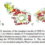 Figure 4: A. The cartoon 3D structure of the template model of UDP-N-acetylmuramoyl-tripeptide-D- alanyl-D-alanine ligase (3zl8.1.A) (which is similar to N-terminal half of our sequence). B. The cartoon 3D structure of the template model of alanine racemase (4lut.1.A) (identical to C terminal half of our sequence), and both were modeled using the SWISS-MODEL database. C. The cartoon 3D structure of alanine racemase from T. chishuiensis was modeled using the Phyre2 modeler database.