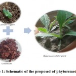 Figure 1: Schematic of the proposed of phytoremediation.