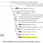 Figure 5: Phylogenetic trees constructed from homologous sequence.