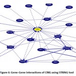 Figure 6: Gene-Gene interactions of CRKL using STRING tool.