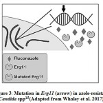 Figure 3: Mutation in Erg11 (arrow) in azole-resistant Candida spp15(Adapted from Whaley et al. 2017)