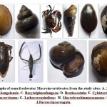 Figure 2: Photographs of some freshwater Macroinvertebrates from the study sites: A. Parreysiafavidens; B. Bellamyabengalensis; C. Barytelphusafungosa; D. Brotiacostula; E. Cybistertripunctatus; F. Lamellidenscorrianus; G. Lethocerousindicus; H. Macrobrachiumassamense; I. Pilaglobosa J.Parreysiacorrugata