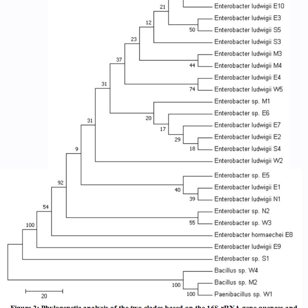 diversity-and-distribution-of-thermophiles-and-thermo-tolerant-bacteria