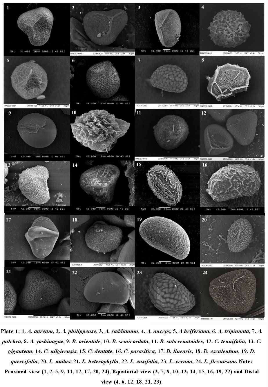 PDF) Spore morphology and ultrastructure of Dennstaedtiaceae from