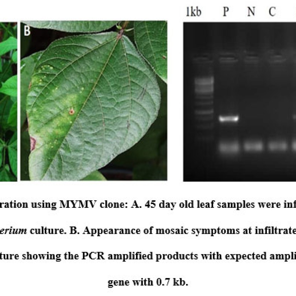Molecular Cloning of MYMV Genome and Infectivity of Yellow Mosaic Virus ...
