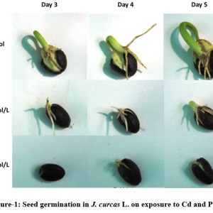 Effect of Cadmium and Lead Stress on Seed Germination and Seedling ...