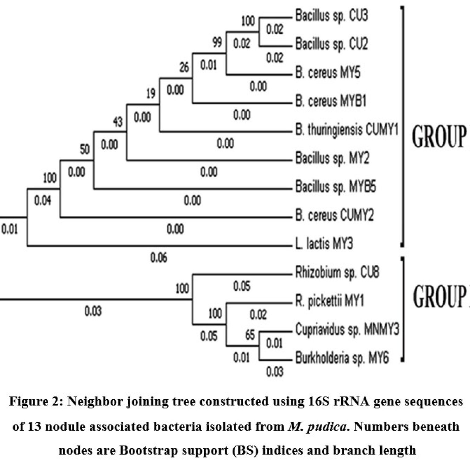 Isolation, Characterization and Phylogenetic Analysis of Nodule ...