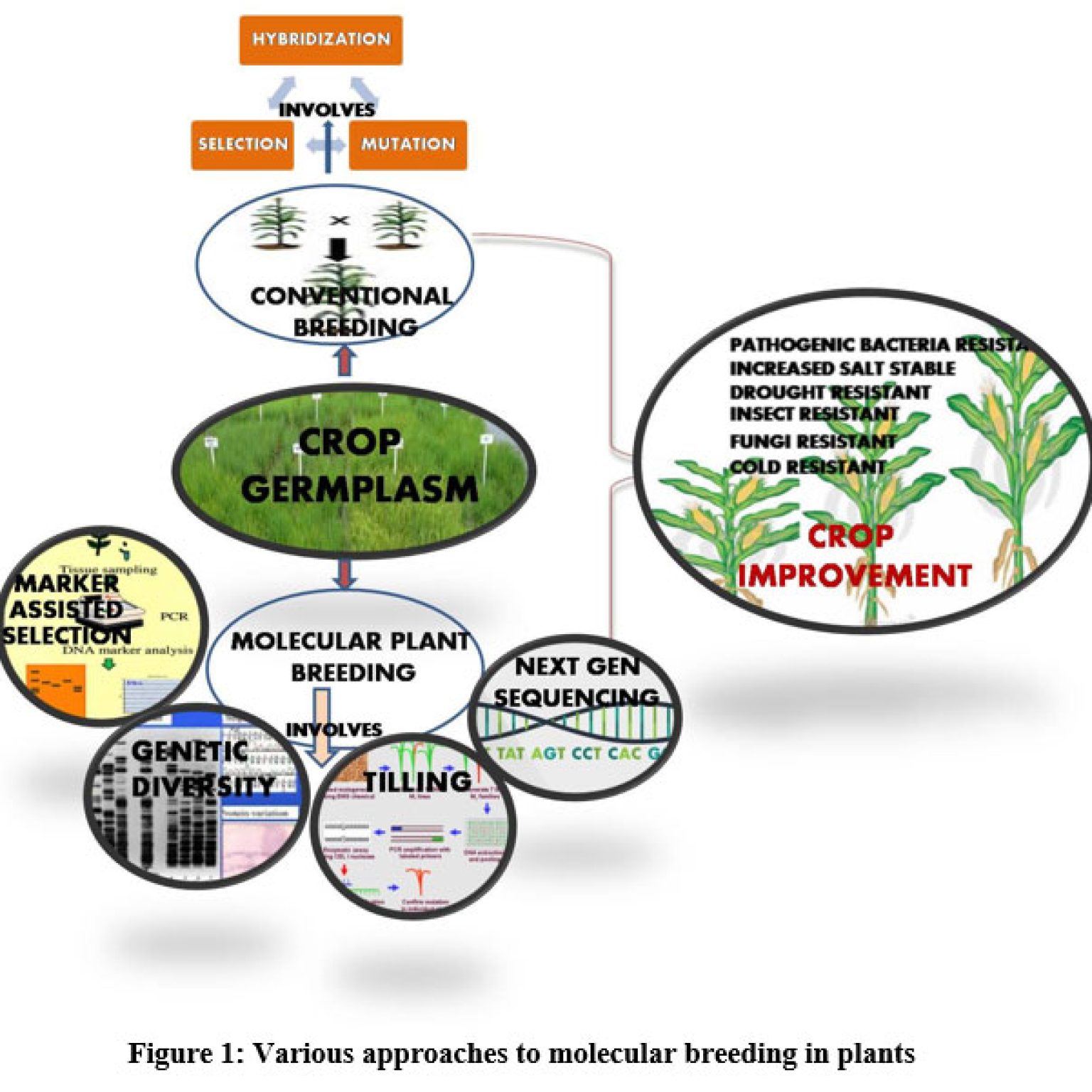 Potential of Molecular Plant Breeding for Sustaining the Global Food