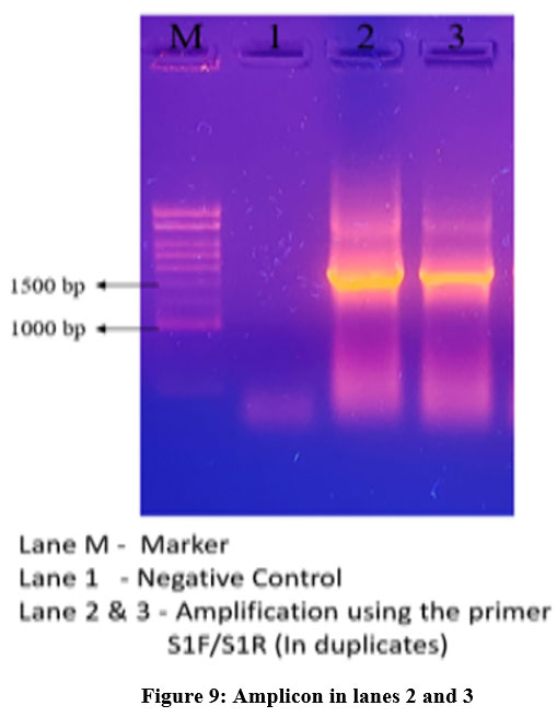 Single Specific Primer-Polymerase Chain Reaction (SSP-PCR) and Genome  Walking