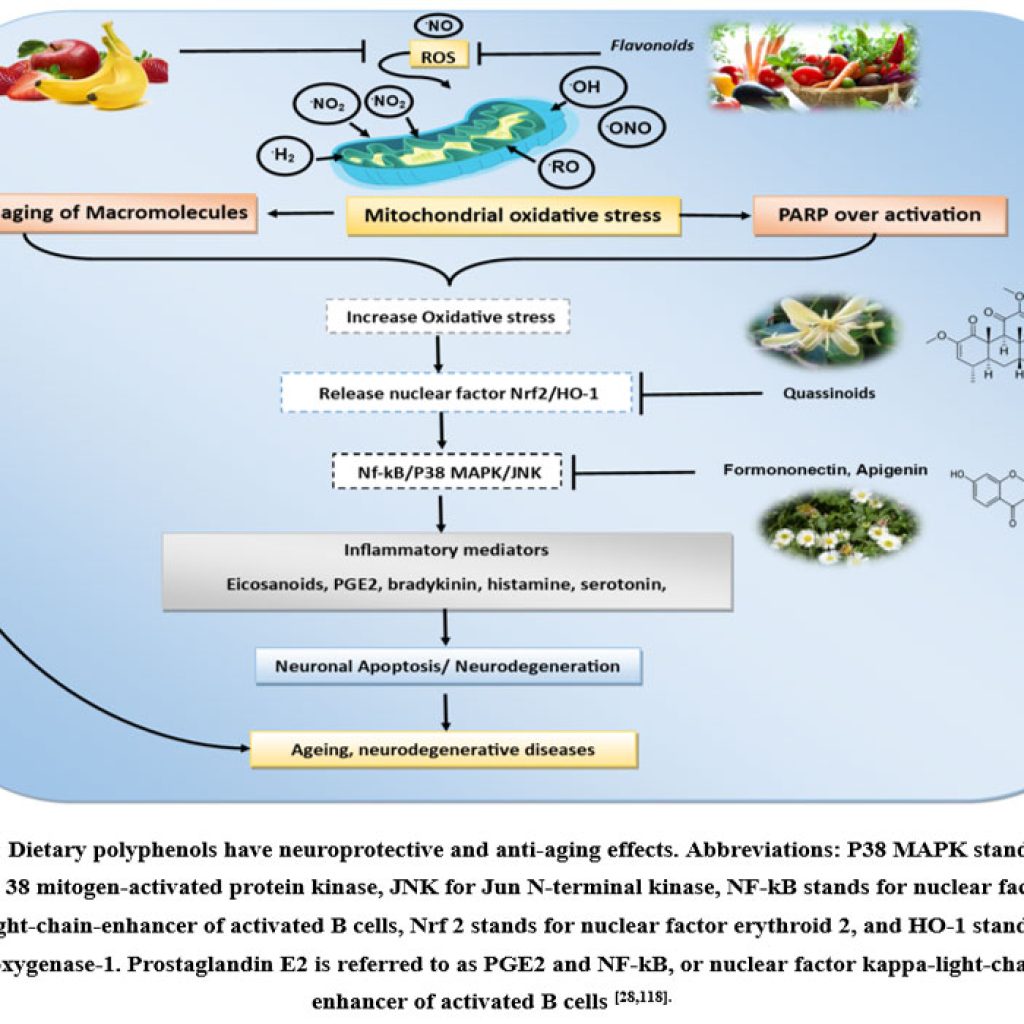 Neuroprotective Action of Polyphenols and Phenolic Compounds: An ...