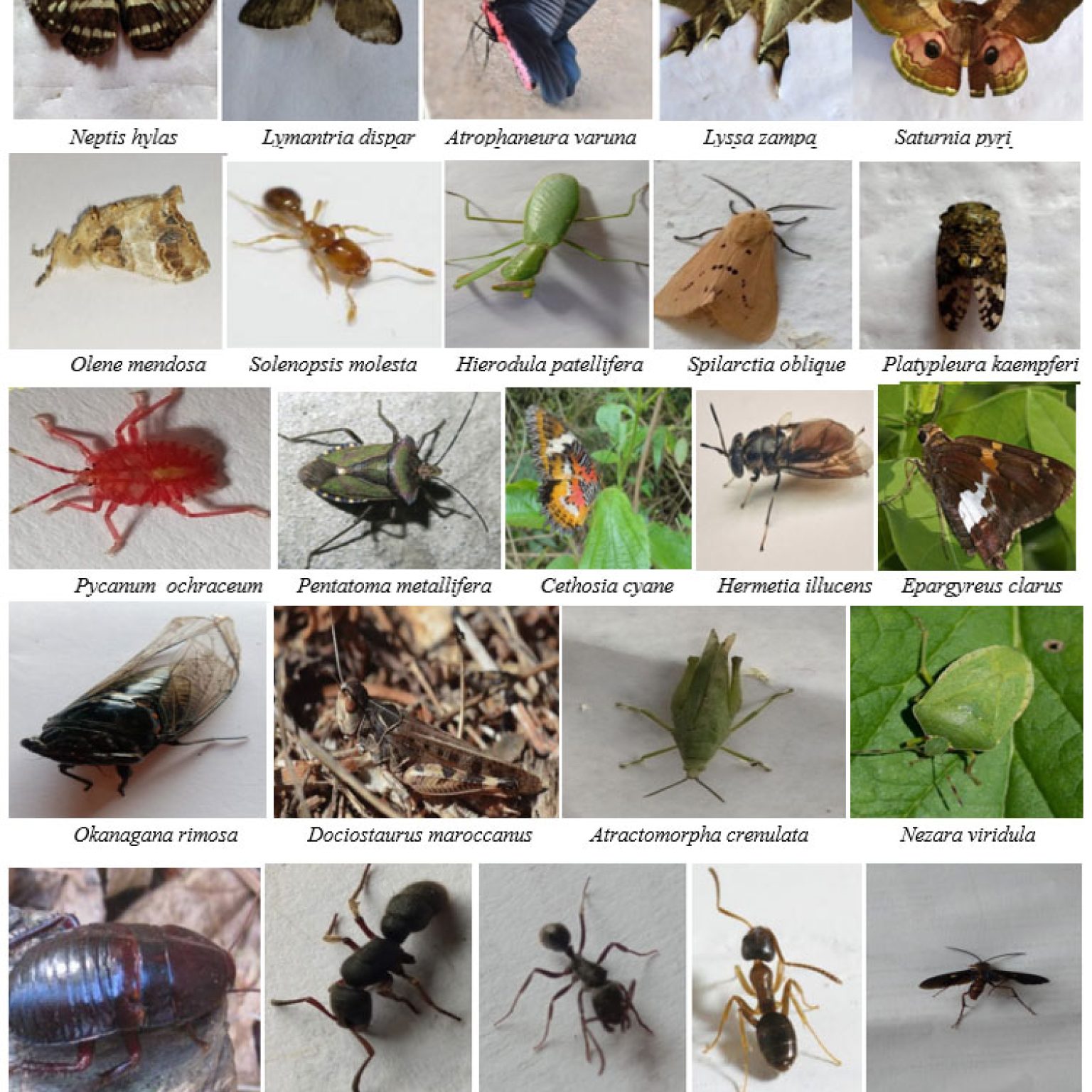 Dadaar Insect Molecular Identification of the Diversity of Insects, Spiders, Lizards ...