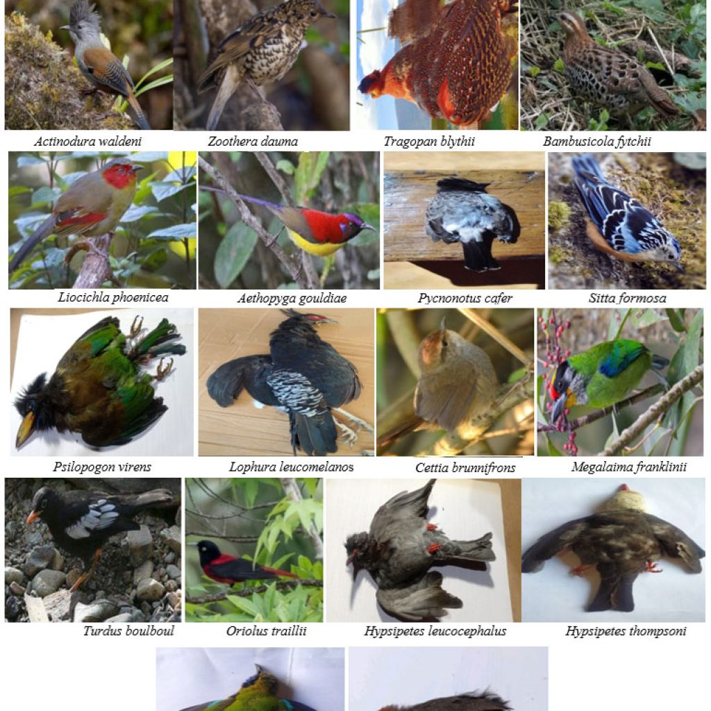 Dadaar Insect Molecular Identification of the Diversity of Insects, Spiders, Lizards ...