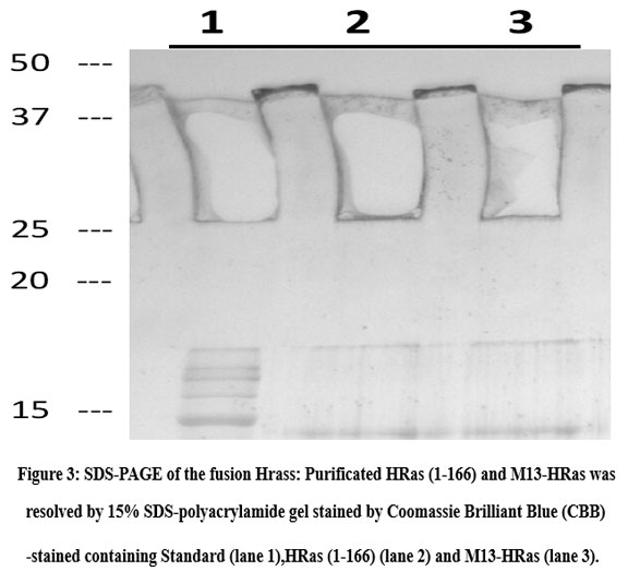 Control of Small GTPase Ras Using a Calmodulin-based Ionochromic ...