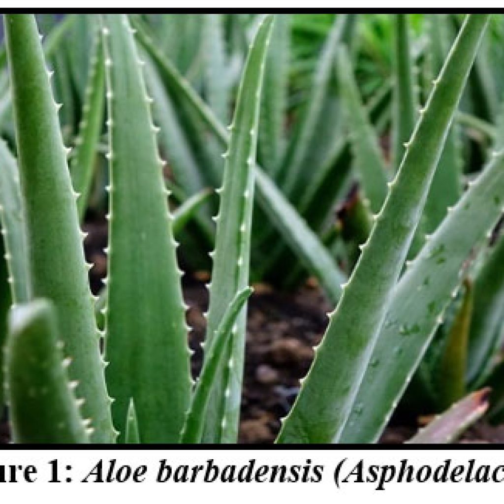 Herbal Harmony: A Synopsis On Diverse Herbs And Their Anticancer ...
