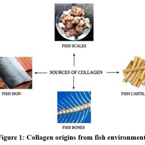Scaling New Depths: Innovations in Fish Collagen Extraction and ...