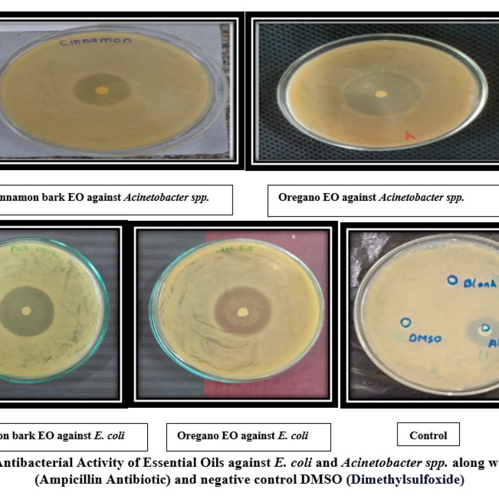 Evaluation of Antibacterial and Antibiofilm Activity of Essential Oils ...