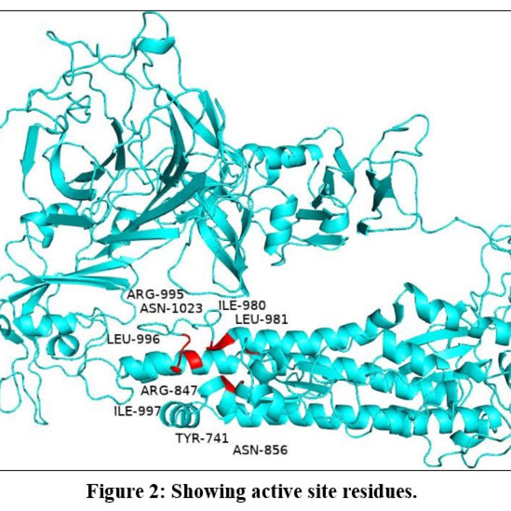 Homology Modelling and Molecular Docking Studies of Spike Protein in ...