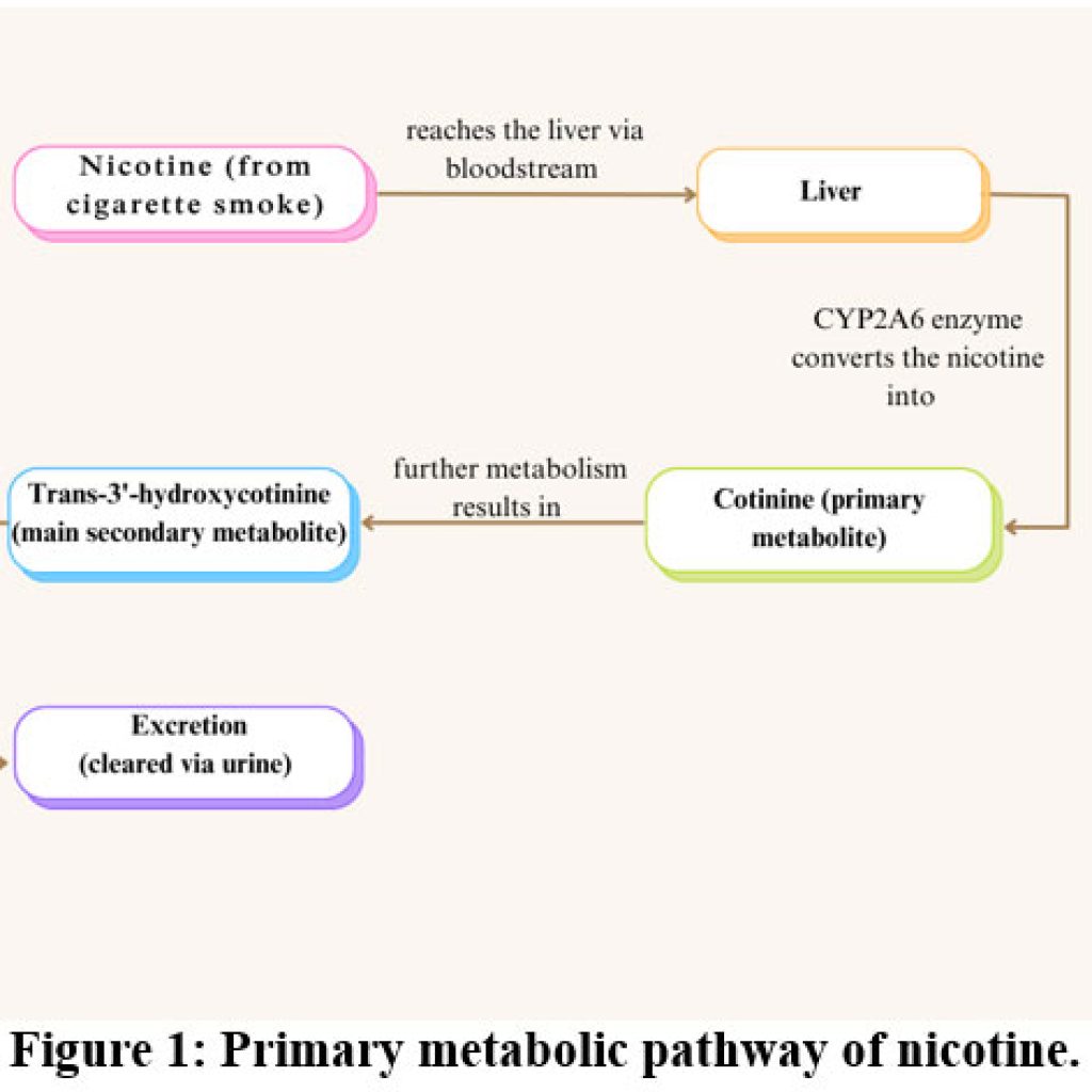 Nicotine Pathway Inhaling Risk: Smoking Impact on Male and Female Reproductive Health ...
