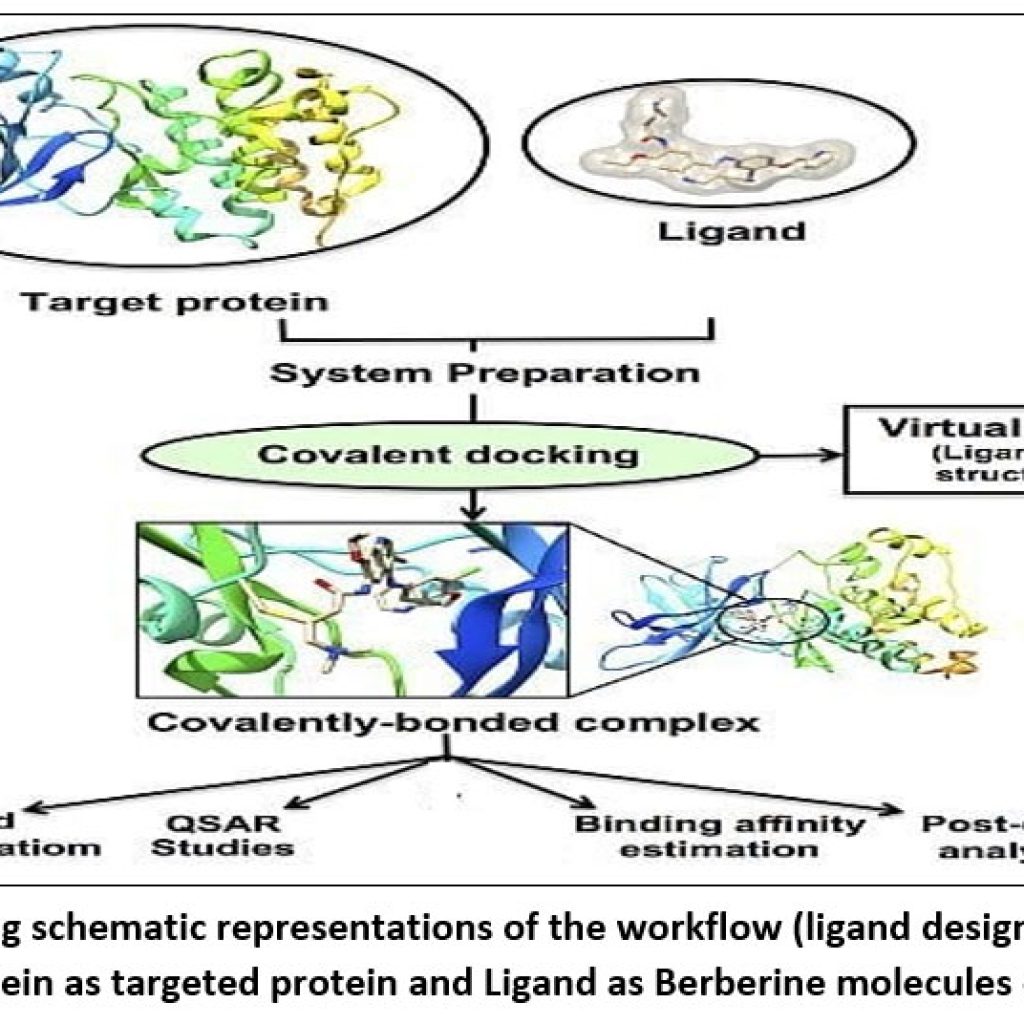 In Silico Docking Study of Berberine Derivatives as AMPK Activators for ...